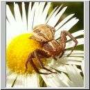 Xysticus cristatus - Krabbenspinne 05.jpg